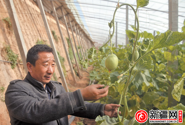 图为25日，技术人员朱文庆在检查“甬甜5号” 甜瓜的长势。（记者蒋晓摄）